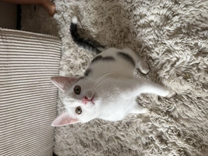 Baby Katze Kater 