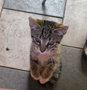 Kalifornische Katzen.