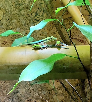 1.0.2 Phelsuma klemmeri