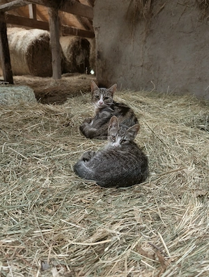 Süßes Katzenbaby abzugeben Hauskatze