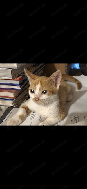 ca 6 Monate alter Kater