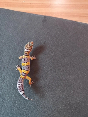 Leopardgecko babys aus eigener Nachzucht