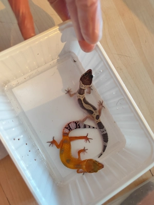 Leopardgecko babys aus eigener Nachzucht