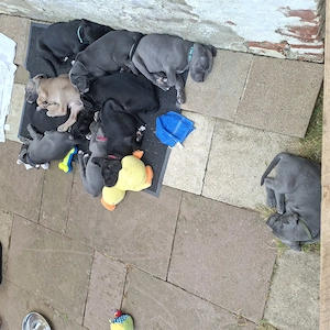 Cane Corso Welpen geb.17.06.