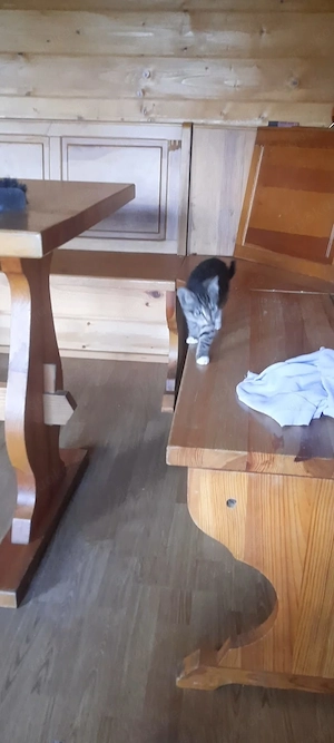 Babykatzen abgabebereit 
