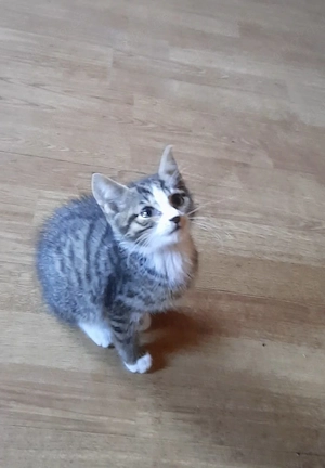 Babykatzen abgabebereit 