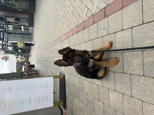 Deutsche Schäferhund Welpe 
