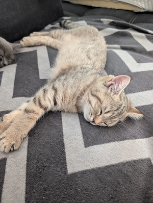 BKH Kitten sucht ihr Zuhause 