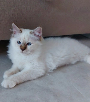 Heilige birma kitten abgabebereit 