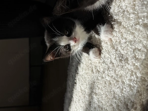 Britisch kurzhaar Kitten 12 Wochen alt 