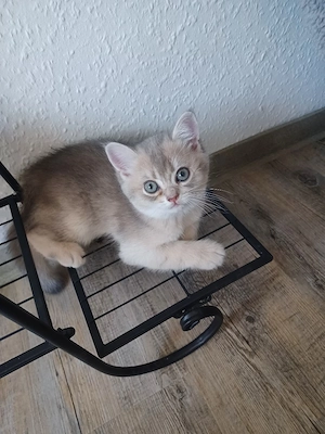 BKH Britisch kurzhaar Kitten Baby katze
