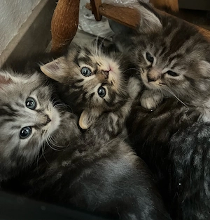 süße, maine coon xxl  heilige Birma Mix kitten