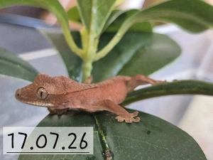 Kronengeckos( Correlophus ciliatus)0,0,4