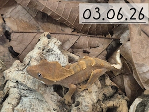 Kronengeckos( Correlophus ciliatus)0,0,8