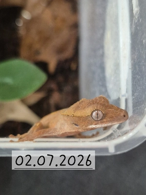 Kronengeckos( Correlophus ciliatus)0,0,8 Bild 4