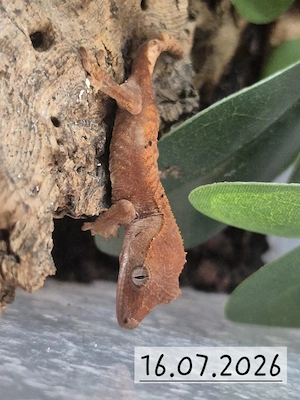 Kronengeckos( Correlophus ciliatus)0,0,4