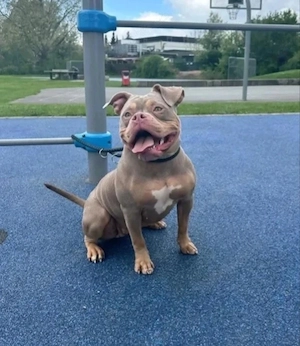 American Pocket Bully Hündin Lilac Tricolor  3 jahre sehr verschmusst 
