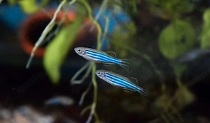  Zebrabärbling DNZ 2,00  (je 2,00   Stück) 