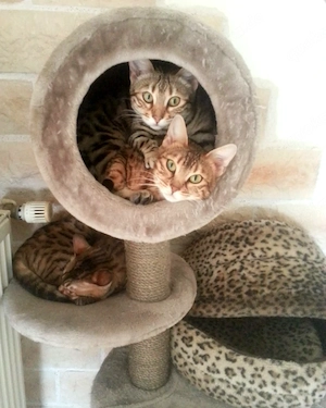 2 Bengalkatzen abzugeben 