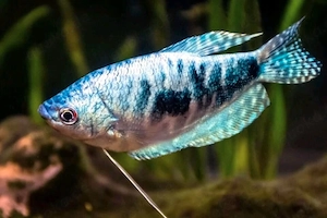  Marmorfadenfisch 6,00  (je 6,00   Stück) 