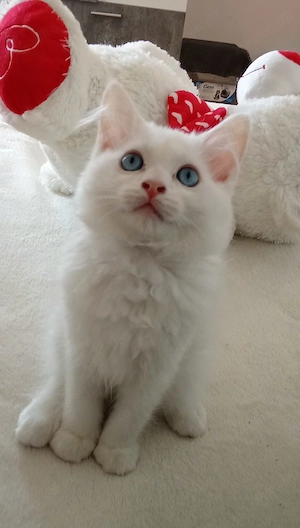 Ragdoll Perser Mädchen Kitten