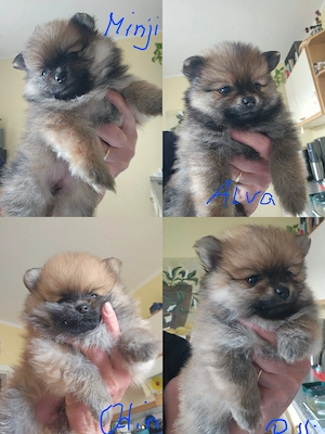 Pomeranian Zwergspitz Welpen 