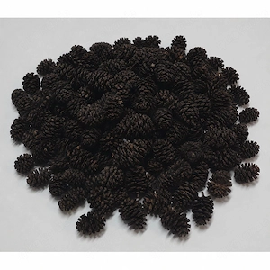  1200 Erlenzapfen extra klein (1,5-2,5 cm) 