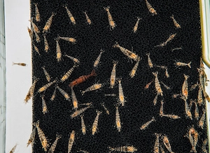  300 - 1200 Sulawesi Garnelen   Erlenzapfen klein 