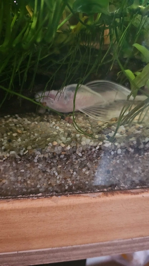  Ancistrus L144 Snow White Longfin Pärchen 