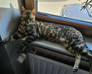 Bengal Kater