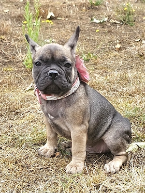  Französische Bulldoggenwelpen
