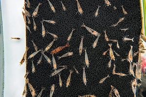  Sulawesi Algengarnele 1,00  (je 1,00   Stück) 