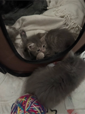 Maine coon -BKH mix mädchen