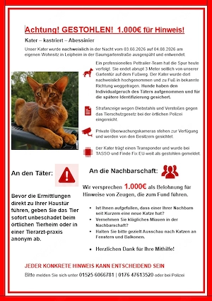 Abessinier Kater in Leipheim gestohlen! Belohnung 1.000 Euro!