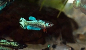 Kampffisch Blue Avatar 7,00Euro (7,00Euro - je Stück) 
