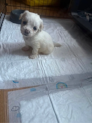 bichon malteser