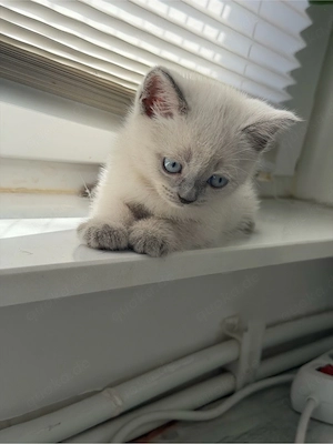 Reinrassige BKH-Kitten suchen ab Anfang September ein liebevolles Zuhause