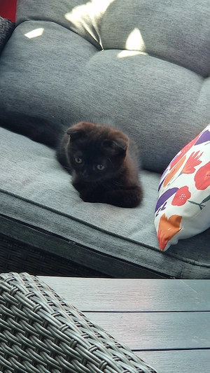 chanell sucht ab sofort
