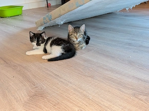 3 süße Kater in liebevolle Hände abzugeben 