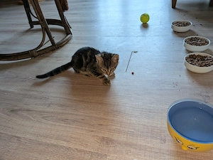 2 süße Kater in liebevolle Hände abzugeben 