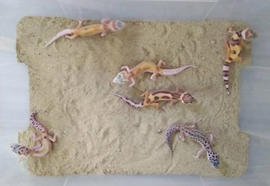 Leopardgeckos Jungtiere Nachzuchten 2026