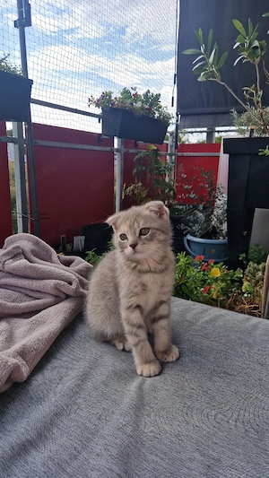 coco sucht ab sofort