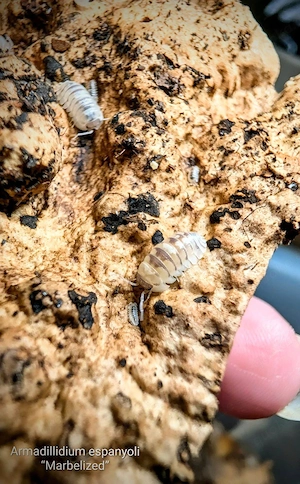  Armadillidium espanyoli Marbelized Asseln 