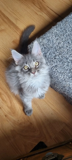 Maine Coon Kitten 