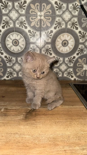 Süßes Katzenbaby sucht liebevolles Zuhause Bild 3