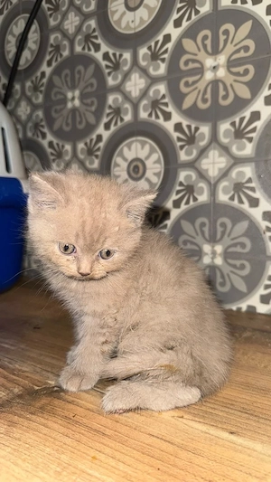 Süßes Katzenbaby sucht liebevolles Zuhause