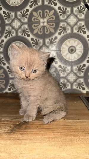 Süßes Katzenbaby sucht liebevolles Zuhause Bild 2