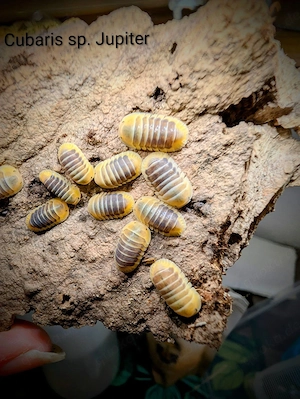  Cubaris spec. Jupiter Asseln 