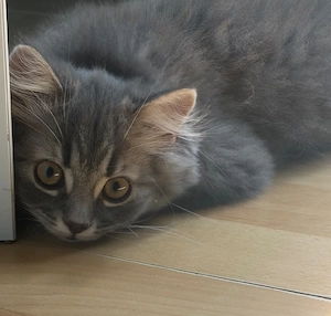 Süße Kitten  langhaar 