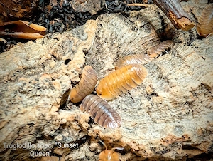 Troglodillo sp. Sunset Queen Asseln 